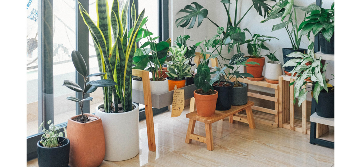 Top 5 des idées pour intégrer des plantes vertes à votre intérieur